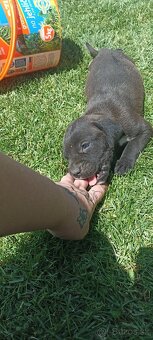 Staford-cane corso - 2