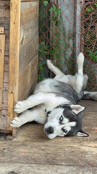 Husky čistokrvný - 2