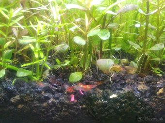 Red Rili - Neocaridina davidi - 2
