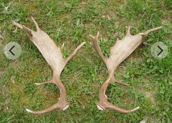 Kupim pekne zhody z daniela.parozie,zhody,parohy - 2