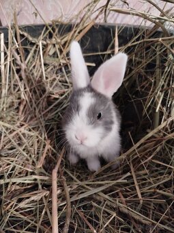 Predám zakrslých zajačikov. - 2