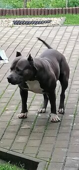 Hľadám psa american bully na krytie. - 2