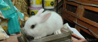 Zakrsle kraliki - 2