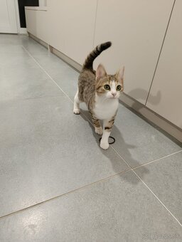 Darujem mačiatko - 2