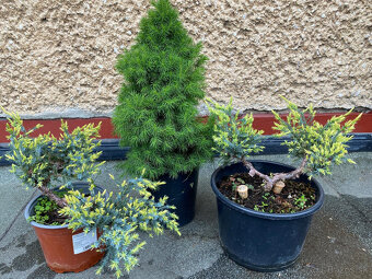 Borievky + Smrek biely - 2