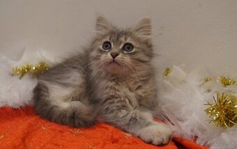 Sibirska macka s PP - 2