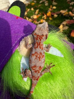 Gekon hrbolkohlavý / Gargoyle Gecko - 2