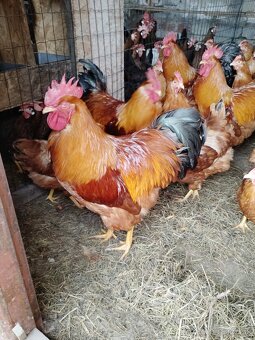 Násadové vajcia - 2