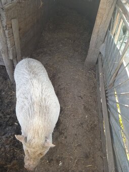 Vietnamské prasce - 2