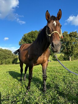 Predám kobylku s vynikajúcou povahou – ideálna k deťom - 2