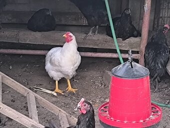 Kohúty australorpky čiernej a oravky bielej - 2