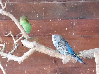 Andulky korely predaj - 2