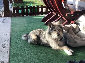 Darujem psika do dobrych ruk. - 2