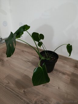 Monstera deliciosa - vhodná do interiéru - 2