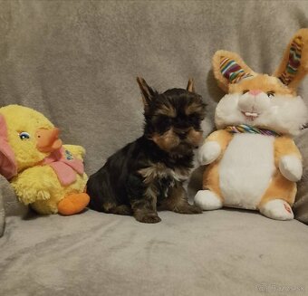 Yorkshirsky terier - 2