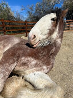 Clydesdale , Shire - 2