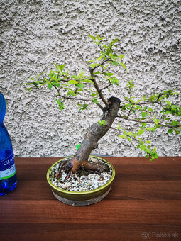 bonsai 5 - 2