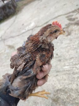 Vlaška jarabičia kohúti - 2