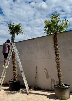 Trachycarpus fortunei – Mrazuvzdorná palma / ešte krasne 3ks - 2