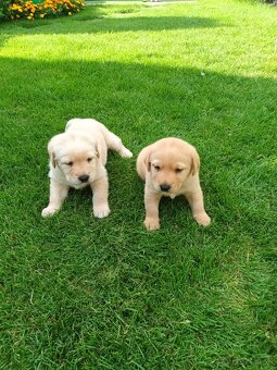 Labrador šteniatka - 2