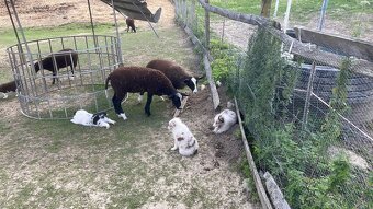 Zwartbles jahňatá - 2