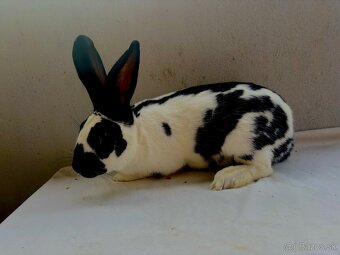 Nemecký obrovitý strakáč - 2