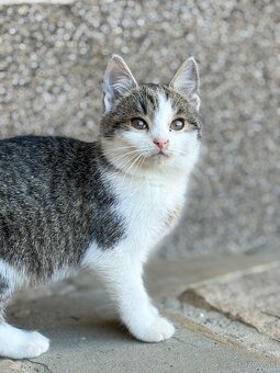 Darujem mačiatko - 2