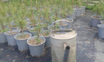 Borovica čierna ihličňan - 2