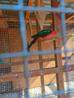 Papagaj kralovsky - 2