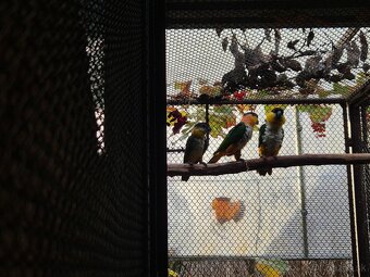 Amazonik čiernotemenny - 2