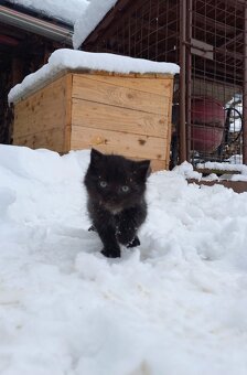 Darujem mačiatka - 2