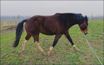 Krásny valach na predaj - 2