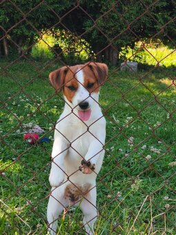 Jack Russell teriér s PP- hladkosrtá fenka - 2