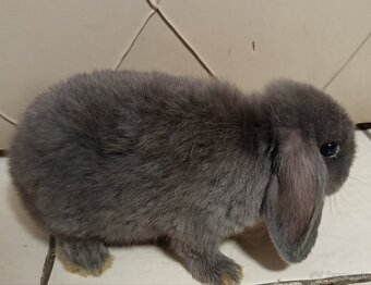 Minilop sivý samček mláďa - 2