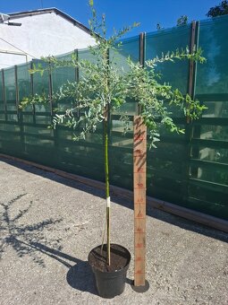 Japonská vŕba - HAKURO Nishiki - 2