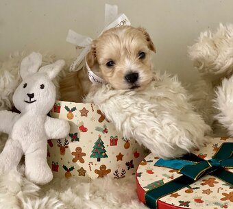 Šteniatka maltipoo na predaj, cavapoo toy pudel - 2