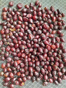 Predam susene sipky - 2