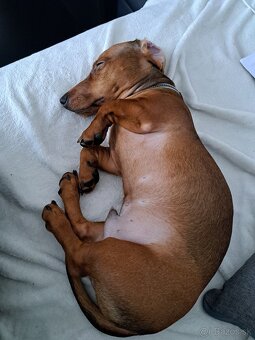 Predám krátkosrstý Jazvecik - 2