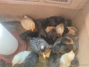 Kuriatka týždňové - 2