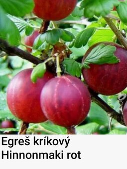 Egreš - 2