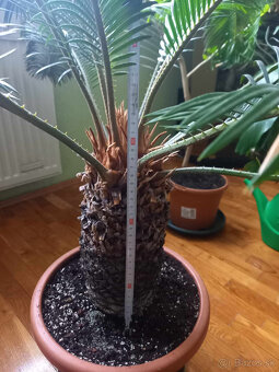 Predam palmu Cycas revoluta - 2
