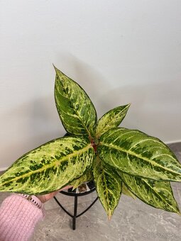 Aglaonema Chartreuse Pretty - 2