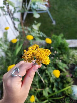 🌻Kytička sušených žltých slameničiek - 2
