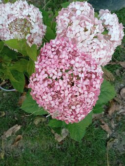 Vavrinovec NOVITA 70-80cm - 2