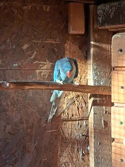 Alexander malý modrý PREDÁM/VYMENÍM - 2