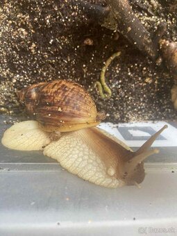 Darujem mláďatá Slimáka afrického - 2