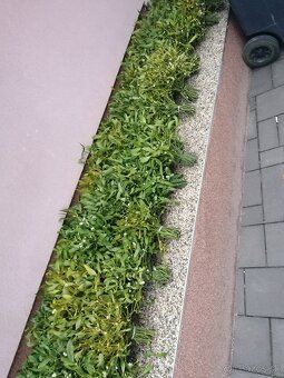 Ponúkame na predaj Imelo - 2