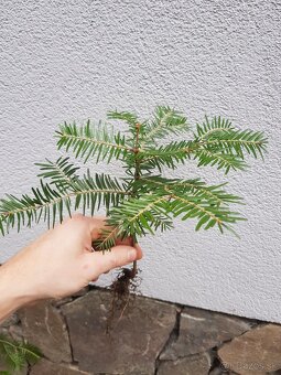 Smrek, jedla, borovica - 2