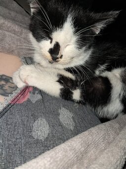 Darujem mačiatko - 2