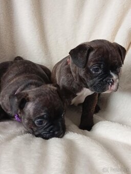 Francúzsky Buldoček - 2